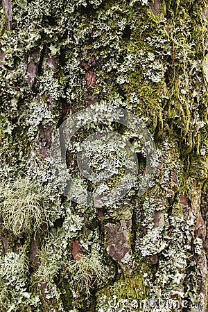 Detail of tree bark covered of moss and lichens Stock Photo
