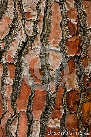 Tree bark. National Botanic Gardens. Dublin. Ireland Stock Photo