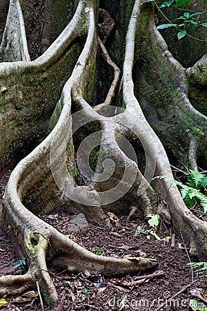 Detail tree roots rain forest Stock Photo