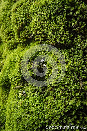 Detail of an tree, texture photography, with green moss, Stock Photo