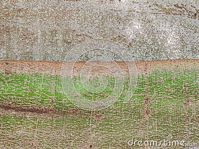Kapok Tree Detail Stock Photo