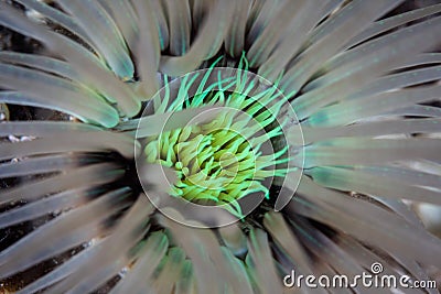 Detail of Tube Anemone Tentacles Stock Photo