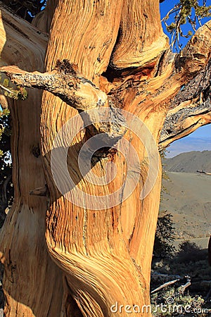 White Mountains, California, Detail of Twisted Ancient Bristlecone Pine, USA Stock Photo