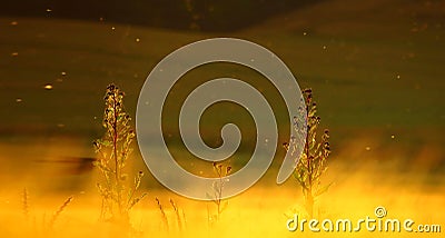 Close-up of some sunny summer hight field grass. Ultrawide background Stock Photo