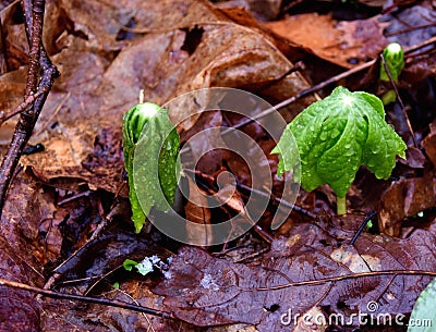 Detail of umbrella shaped mayapple plants emerging in a spring forest. Stock Photo