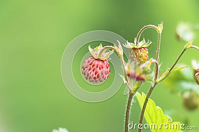 Detail on unripe wild strawberries hidden under leaves Stock Photo