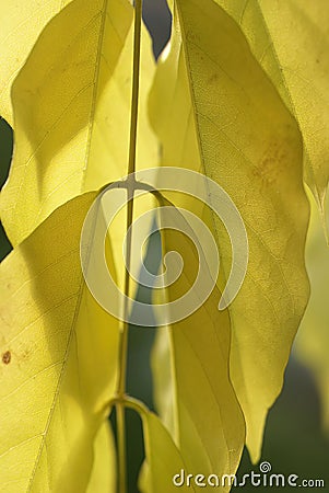 Detail, vein pattern in yellow wisteria Stock Photo