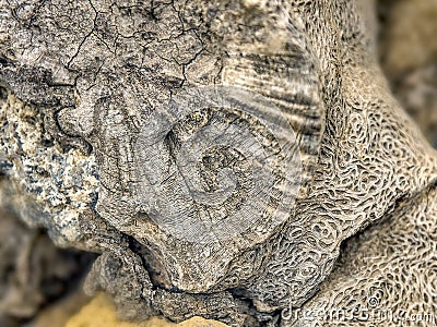 Detail of a very old piece of tree trunk whose fiber network has petrified on the Canary Island Stock Photo