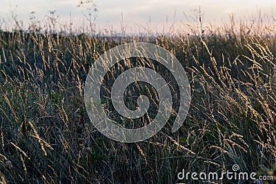 Detail view of culm Stock Photo