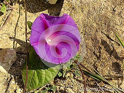 Detail view, purple flowers Stock Photo