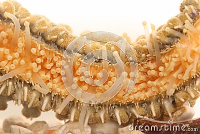 Tentacle of Starfish in Detail Stock Photo