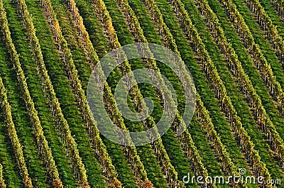 Detail of vineyard Stock Photo