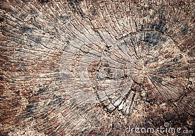 Detail weathered stump Stock Photo