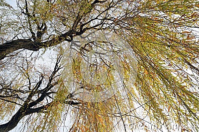 The detail of a weeping willow tree, Salix babylonica Stock Photo