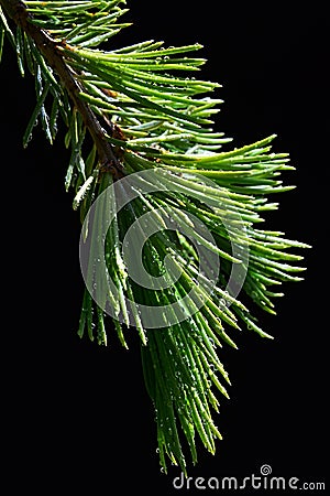Detail of wet fresh young branch of Deodar cedar Cedrus Deodara on dark background Stock Photo