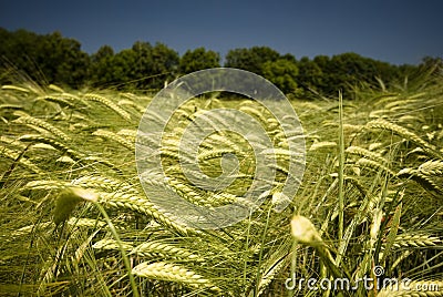 Detail of wheat field Stock Photo