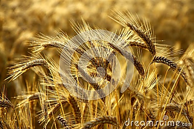 Detail of wheat spikes before harvest Stock Photo