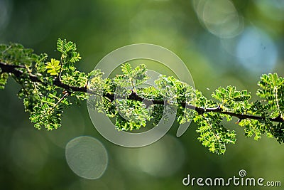 Detail of a whistling acacia branch on the Blurry green background in Tanzania East Africa Stock Photo