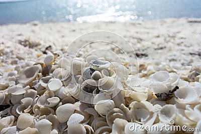 Detail of white shells at Shell Beach in Western Australia near Denham Stock Photo