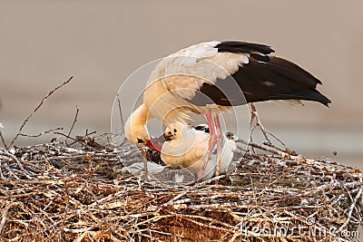 Detail of white stork, Ciconia ciconia, with chick in nest. Colored by warm evening light. Stork is symbol of birth. Stock Photo