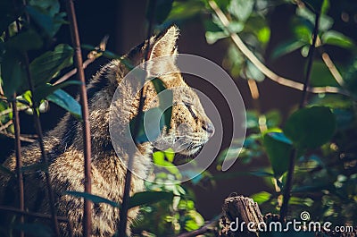 Wildcat on hunt Stock Photo