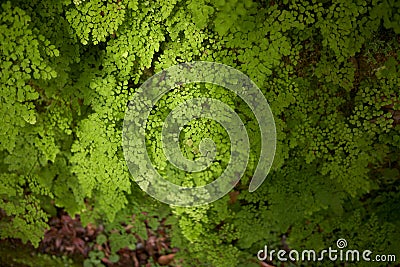 Detail of wild growing Adiantum raddianum, the Delta maidenhair fern Stock Photo