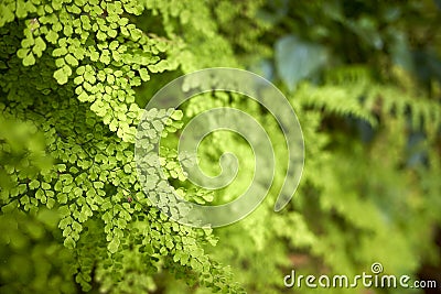 Detail of wild growing Adiantum raddianum Stock Photo