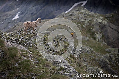 A wild ibex Stock Photo