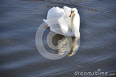 Detail of a wild swan Stock Photo