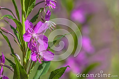 Detail of Willow Weed flowers Stock Photo