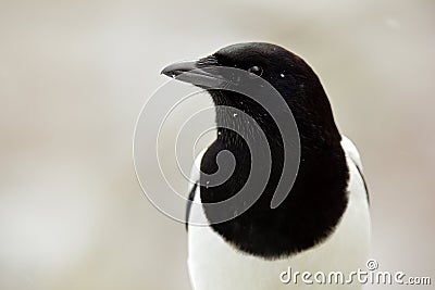 Detail winter portrait of black and white bird. European Magpie or Common Magpie, Pica pica, black and white bird with long tail, Stock Photo