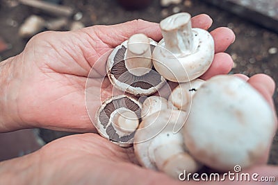 detail of woman holding mushrooms in hands Stock Photo
