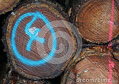 Detail of a wood stack Stock Photo