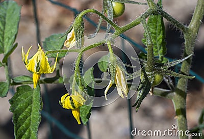 Detail of a yellow flower of a tomato plant Stock Photo