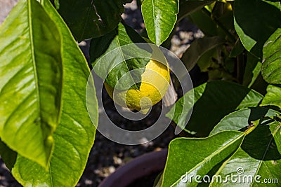 Detail of a yellow lemon on a tree Stock Photo