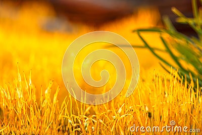 detail yellow moss and green grass Stock Photo