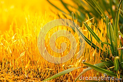 detail yellow moss and green grass Stock Photo