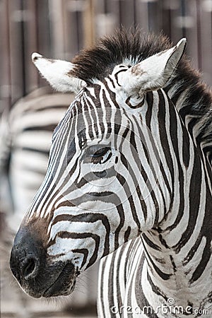 Zebra head Stock Photo