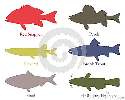 North American food fish Vector Illustration