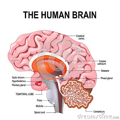 Detailed anatomy of the human brain. Vector Illustration
