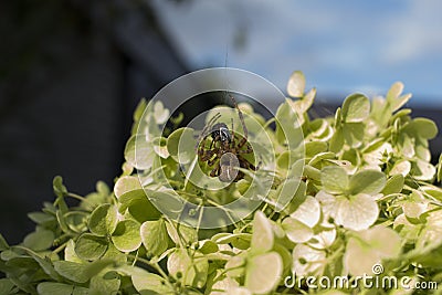 Detailed backyard up-close micro spider devouring little critter Stock Photo