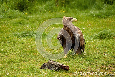 A detailed bald eagle walks in the green grass. The large brown bird of prey looks around Stock Photo