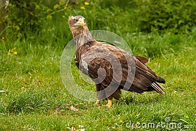 A detailed bald eagle, yellow beak. The bird is in the grass. Allert, brown, side view, claws Stock Photo