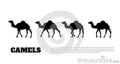 Detailed black silhouette of camel caravan on white background. African animals Vector Illustration