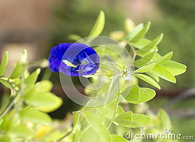 detailed blue flower background Stock Photo