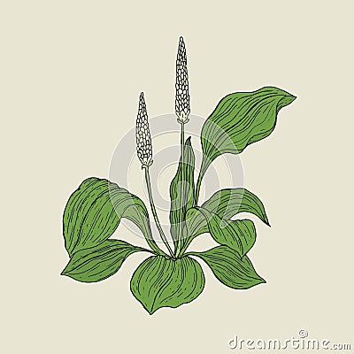 Detailed botanical drawing of plantain with yellow flowers and green leaves. Flowering herbaceous plant hand drawn in Vector Illustration