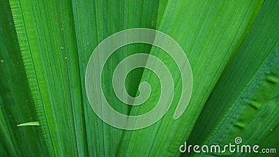A Close Up Shot of Long Green Leaves Stock Photo