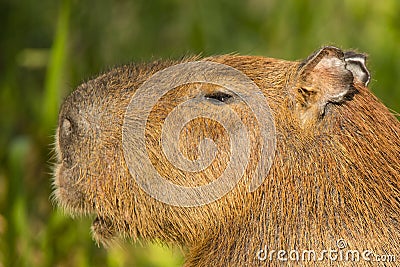 Detailed Close-up of Capybara Head in Profile Stock Photo