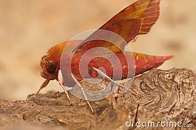 Close up of the colorful European pink olive small elephant hawk-moth, Deilephila porcellus, sitting on a piece of wood Stock Photo