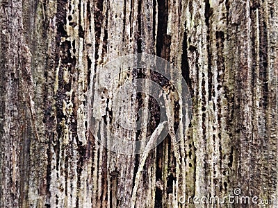 A detailed close-up of a decayed tree trunk, showing intricate textures and patterns created by termite damage Stock Photo